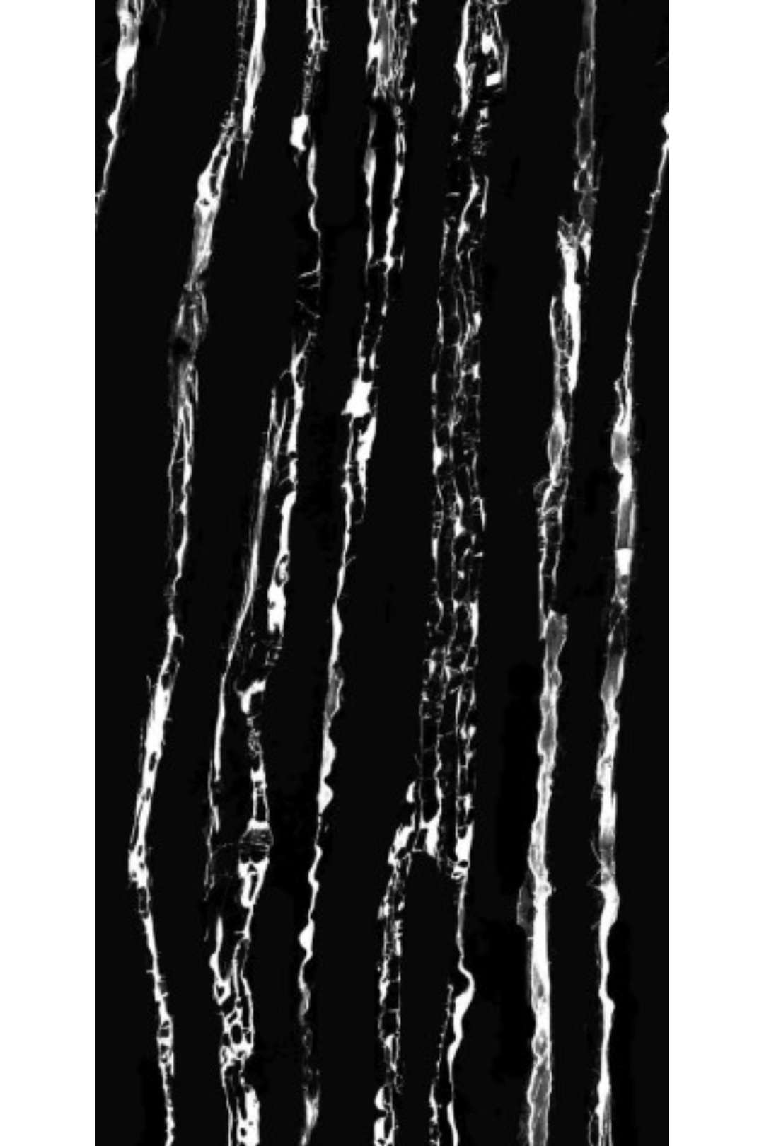 ZEBRA BLACK